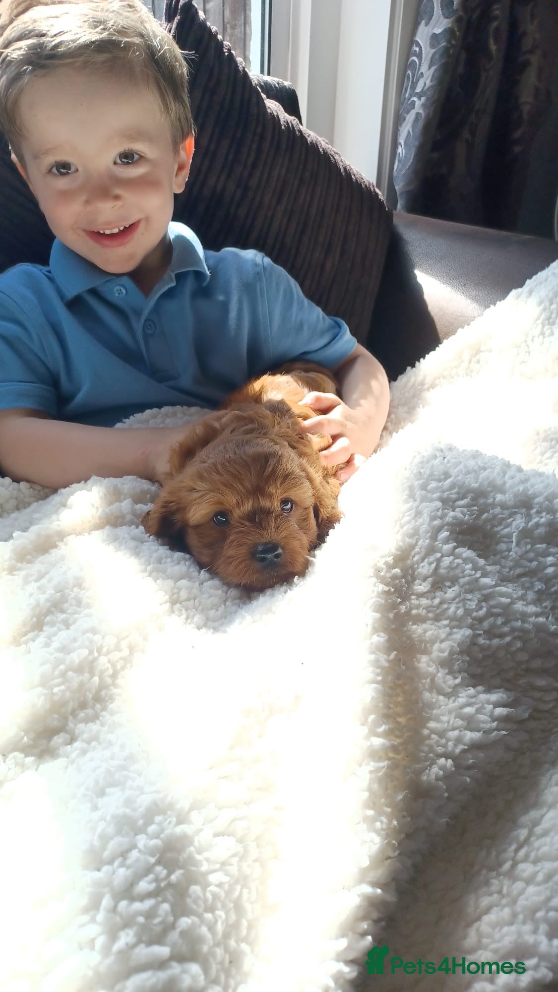 Cavapoo dogs Cavapoo puppies - Advert 8