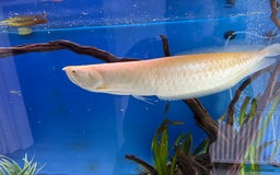 Cichlids fish for sale: Albino Arowana - Image 3