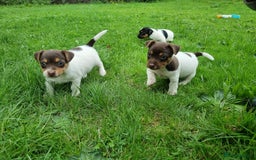 Jack Russell dogs for sale: Jack Russell pups  - Image 1