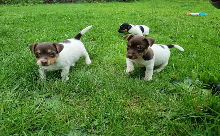 Jack Russell dogs - Advert 3
