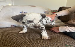 Dalmatian dogs for sale: Gorgeous Dalmatian Puppies - Image 14