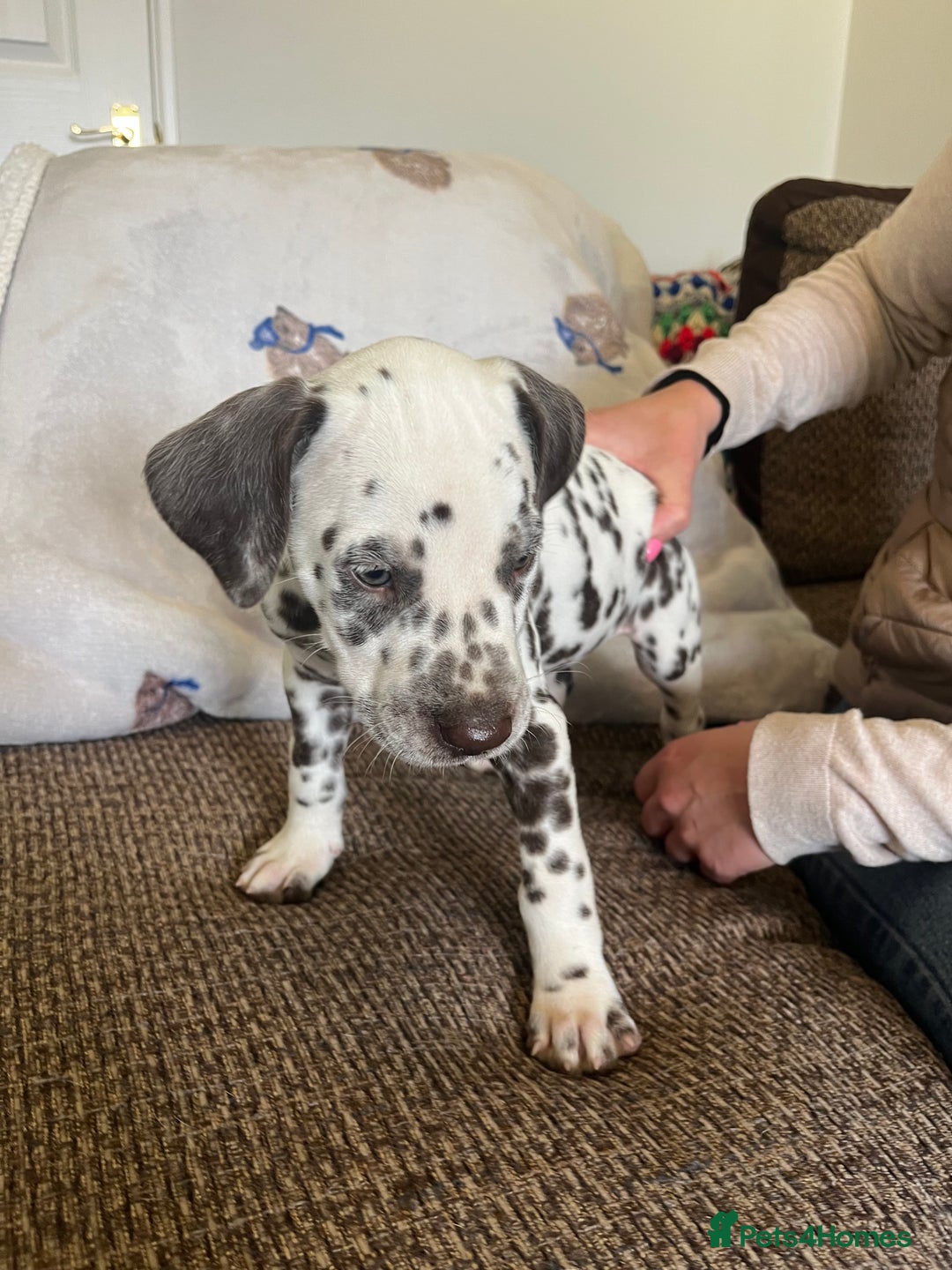 Dalmatian dogs for sale: Gorgeous Dalmatian Puppies - Image 14