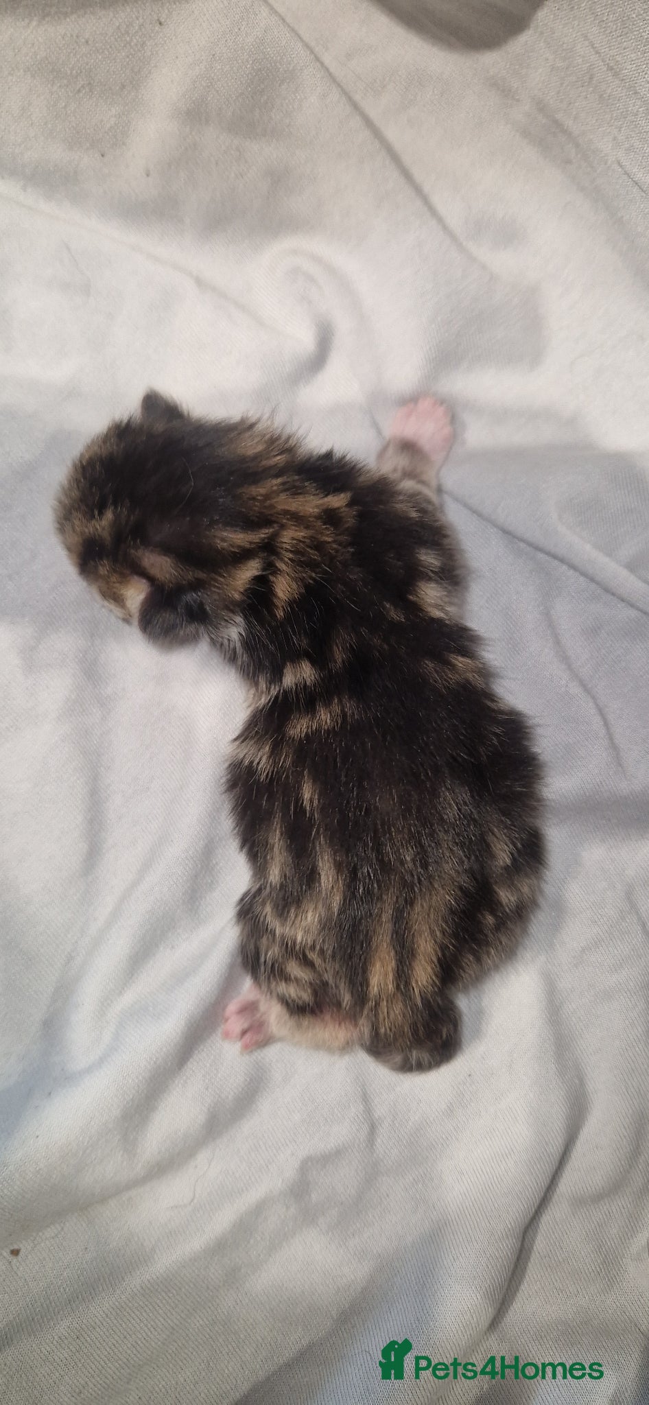 British Shorthair cats for sale: Kittens  - Advert 4