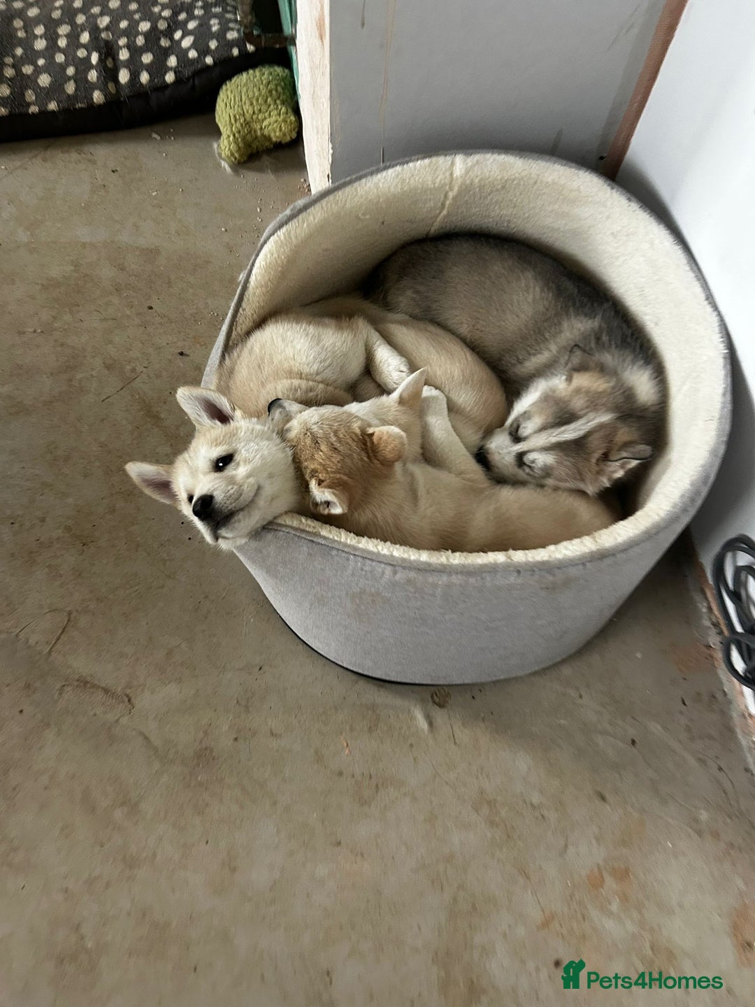 Siberian Husky dogs for sale: Gorgeous little husky pups - ready in two weeks - Advert 14