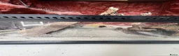 Leopard Gecko reptiles for sale: leopard geckos 1male/1female with exoterra viv in March - Advert 10