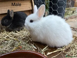 Mixed Breed rabbits Beautiful baby bunnies - Advert 1