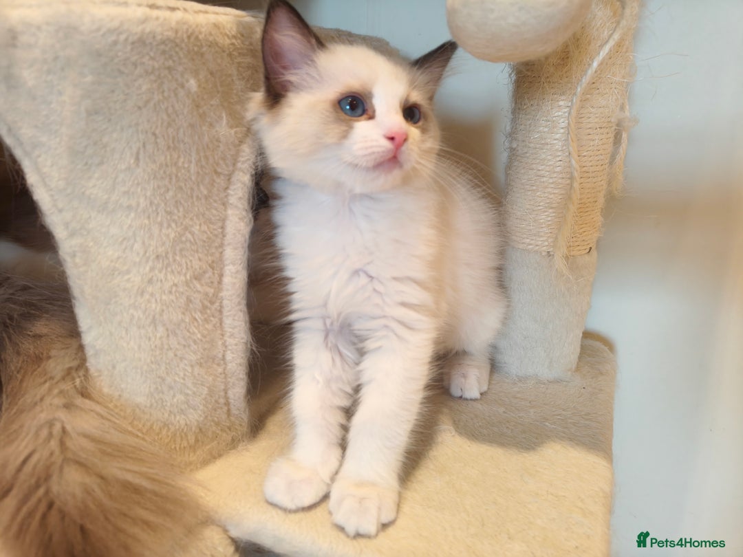 Ragdoll cats for sale: Pure Ragdoll kitten for sale  - Image 15