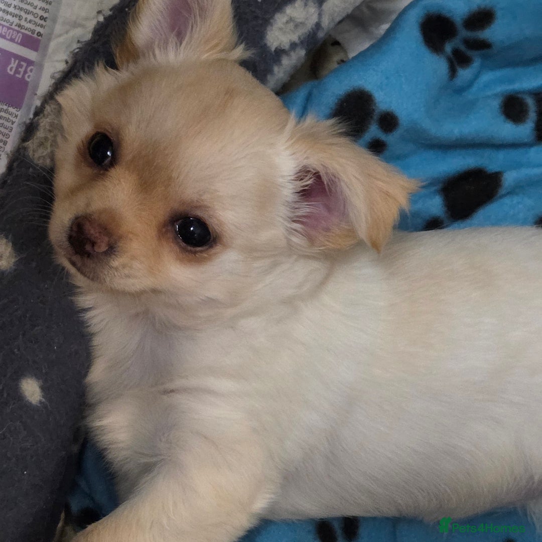 Chihuahua dogs for sale: Chihuahua PUPPY - Advert 11