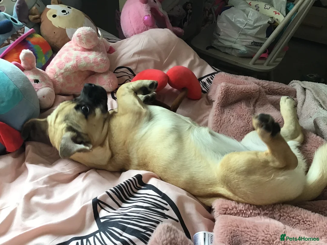 Jug dogs for sale: 8 month old beautiful little girl Jug in Taunton - Advert 2