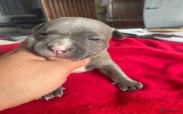 Staffordshire Bull Terrier dogs for sale: Mariusz  - Image 20