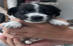 Mixed Breed dogs for sale: 3 male Jackapoo Pups - Image 6