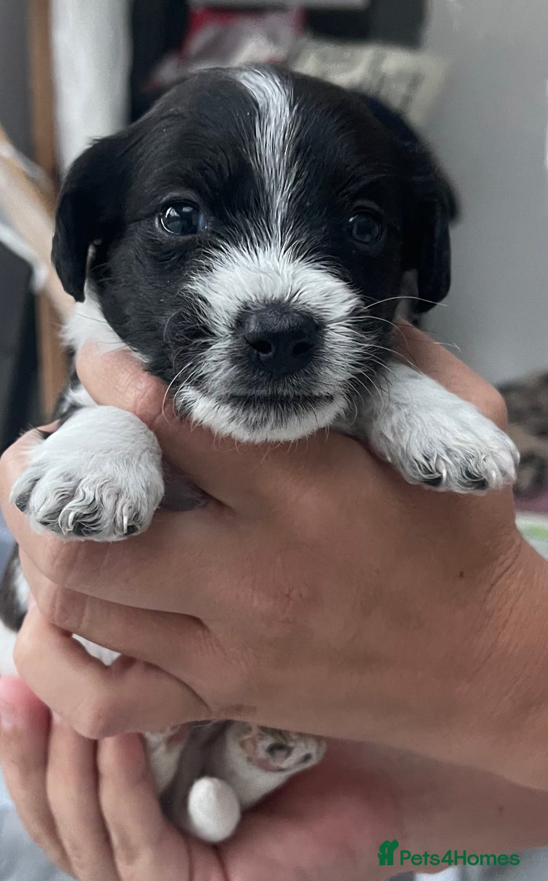 Mixed Breed dogs for sale: 3 male Jackapoo Pups - Image 6