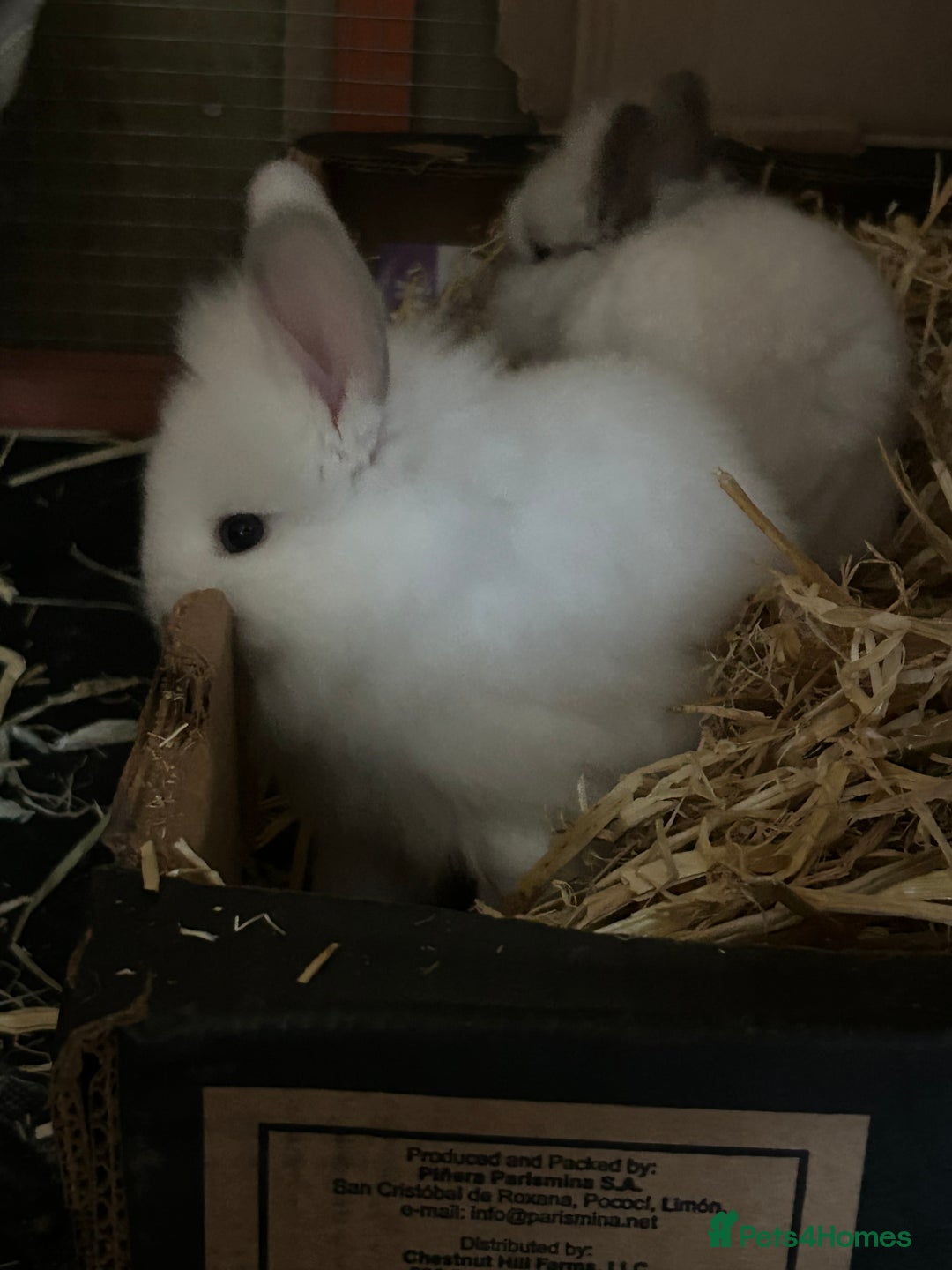 Lionhead rabbits for sale: Angora X lionhead male- NOW RESERVED - Image 7