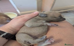 Whippet dogs for sale: Whippet Puppies for sale - Image 13