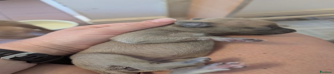 Whippet Puppy 5
