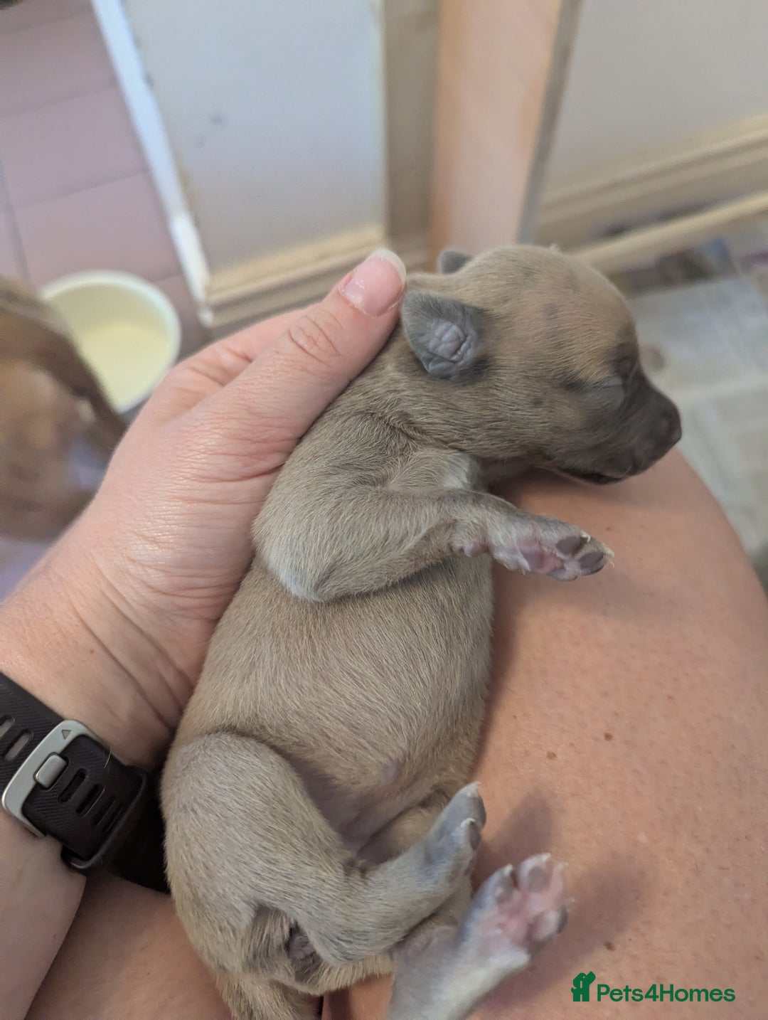 Whippet dogs for sale: Whippet Puppies for sale - Image 13