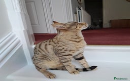 Savannah cats for sale: Pedigree Early generation TICA Reg Savannah Lady in Darlington - Image 29