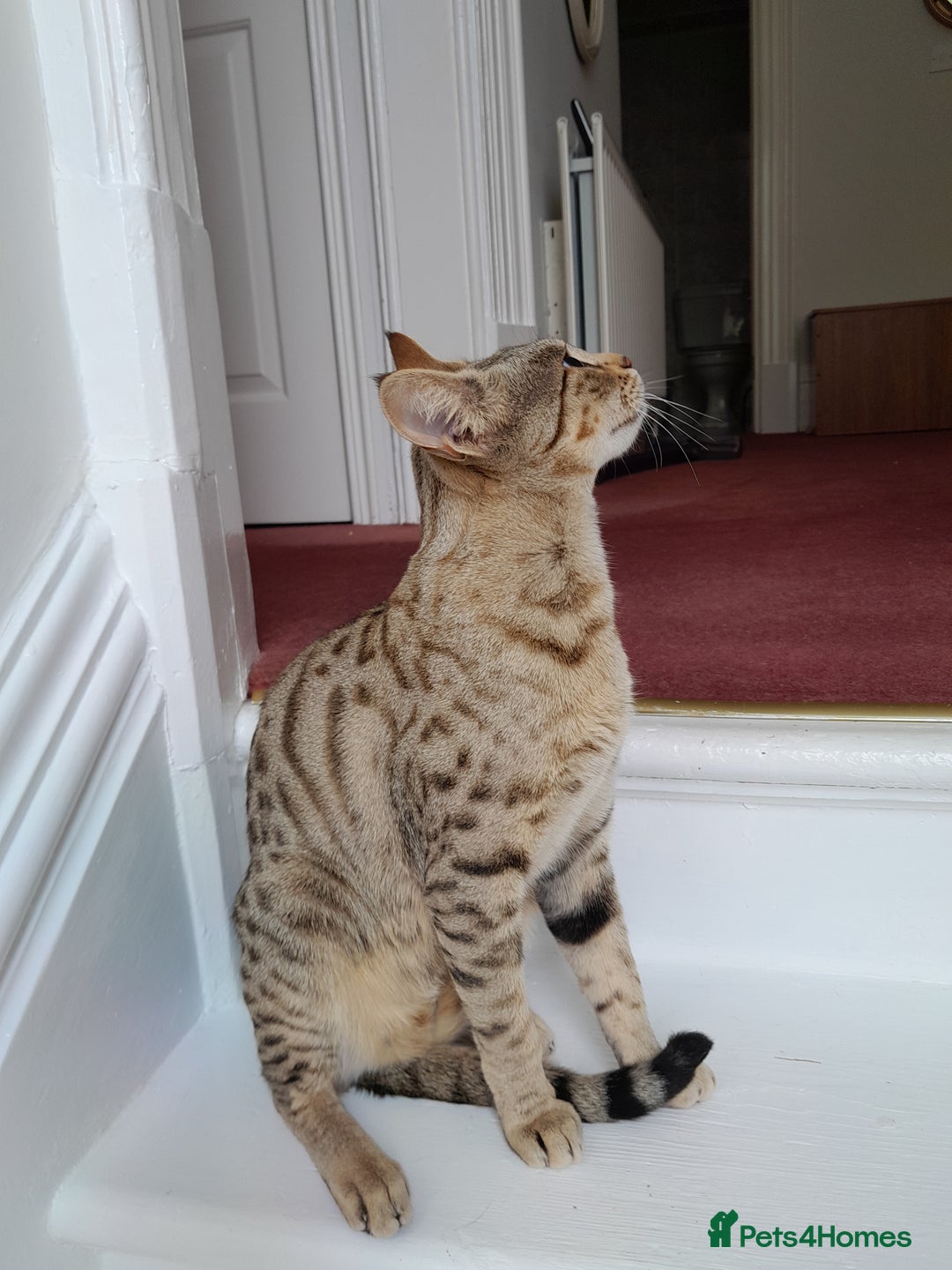 Savannah cats for sale: Pedigree Early generation TICA Reg Savannah Lady in Darlington - Image 29