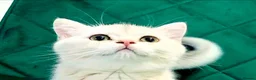 British Shorthair cats for sale: British girl  - Advert 1