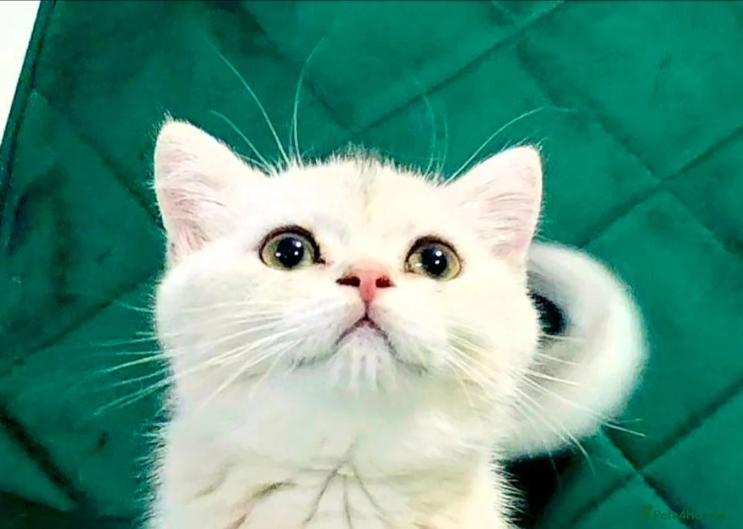 British Shorthair cats for sale: British girl  - Advert 1