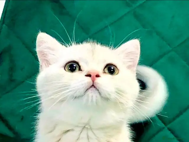British Shorthair cats British girl - Advert 18