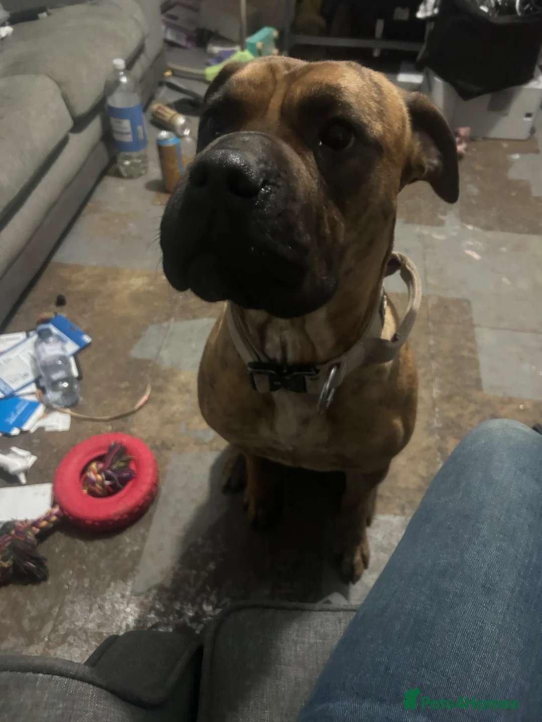 Mixed Breed dogs for sale: Ecco  - Advert 2