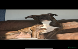 Mixed Breed dogs for sale: Female dog looking for a loving home  - Image 1