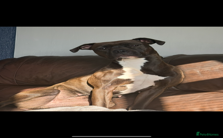 Mixed Breed dogs - Advert 10