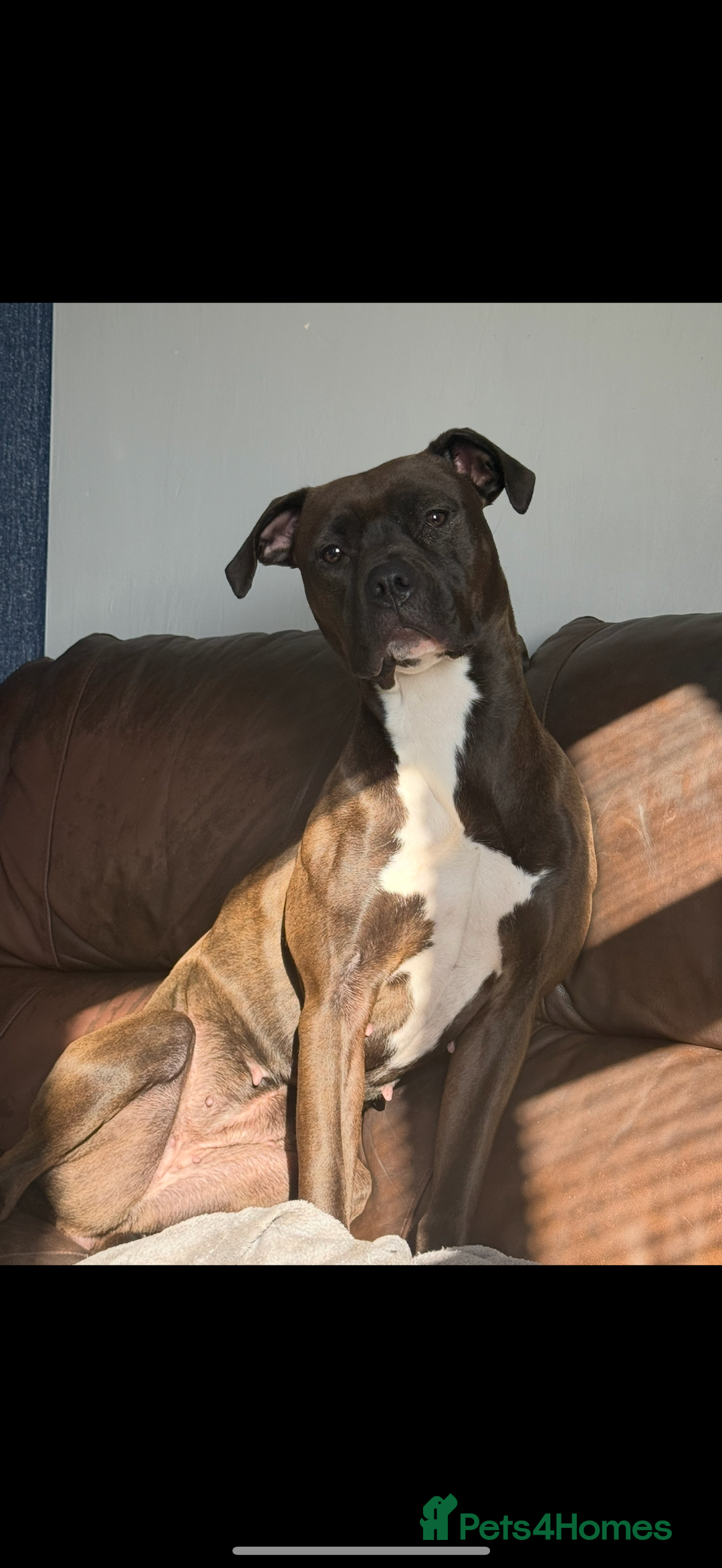 Mixed Breed dogs for sale: Female dog looking for a loving home  - Image 1