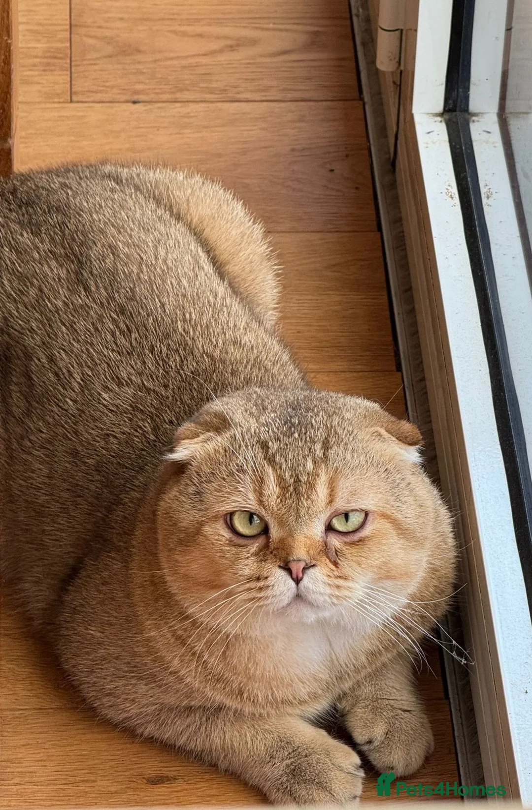 Scottish Fold cats for sale: Scottish fold for sale  - Advert 16