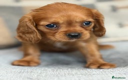 King Charles Spaniel dogs for sale: Beautiful cavalier puppies  - Image 7