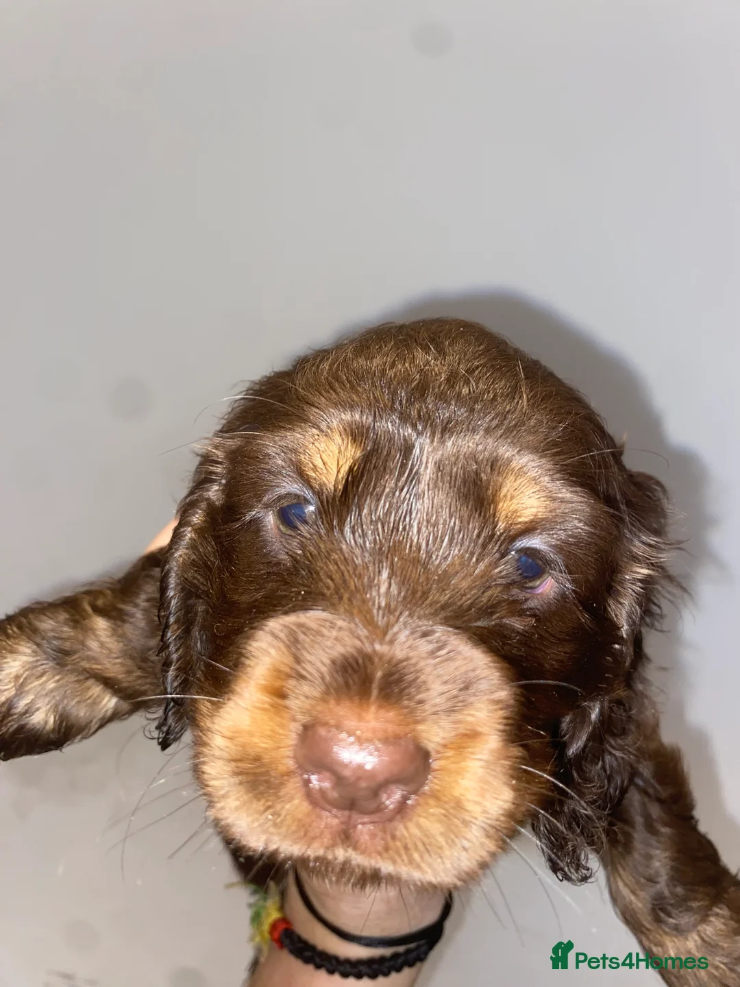 Miniature Dachshund dogs for sale: Long haired miniature dachshund puppies for sale  - Advert 13
