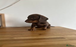 Miniature Dachshund dogs for sale:   🐾READY NOW🐾 | ONLY 1 BOY LEFT - Image 22