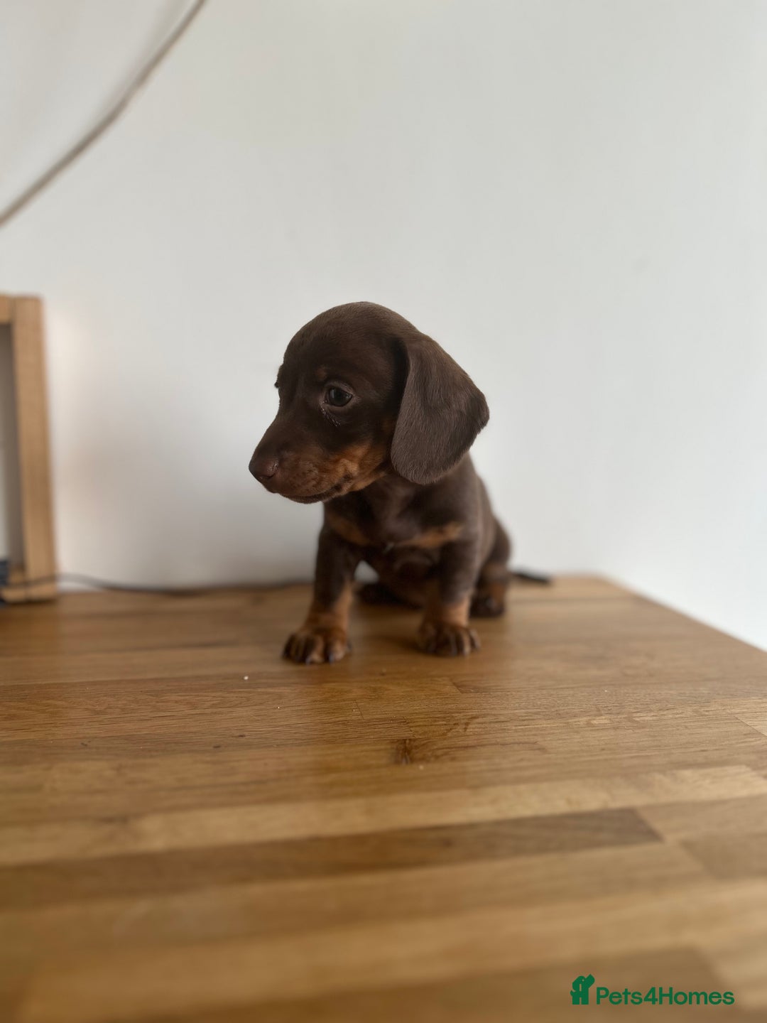 Miniature Dachshund dogs for sale:   🐾READY NOW🐾 | ONLY 1 BOY LEFT - Image 22