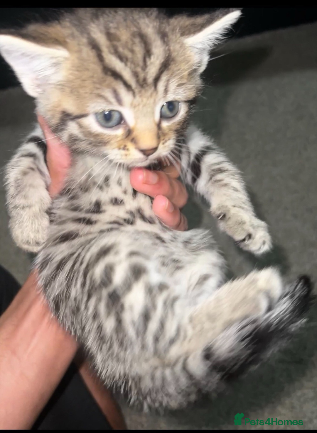 Mixed Breed cats for sale: 3 Playful Kittens – Genders Not Known Yet - Advert 1