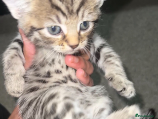 Mixed Breed cats 3 Playful Kittens – Genders Not Known Yet - Advert 2