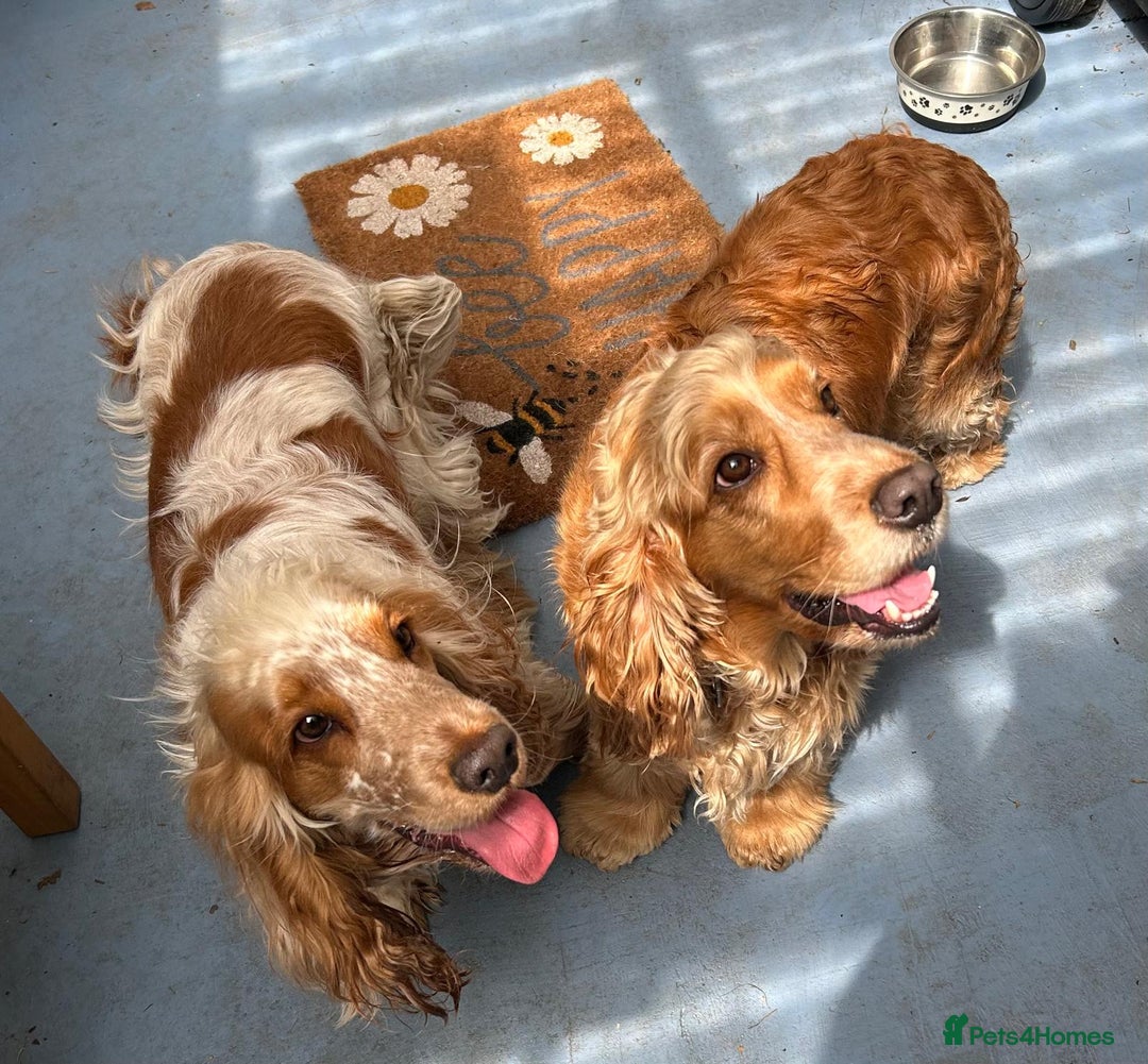 Cocker Spaniel dogs for sale: COME AND MEET US NOW Outstanding  show type - Image 1
