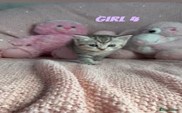 British Shorthair cats for sale: *stunning* silver tabby British short haired  - Image 17