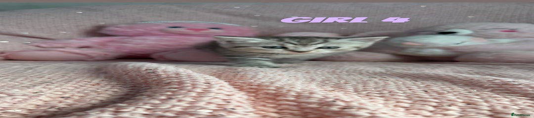 Girl kitten 4