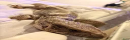 Lizard reptiles for sale: Savannah monitor lizard - Advert 3
