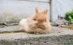 Mixed Breed rabbits for sale: Angora x Lionhead Female Looking For Home  - Image 8