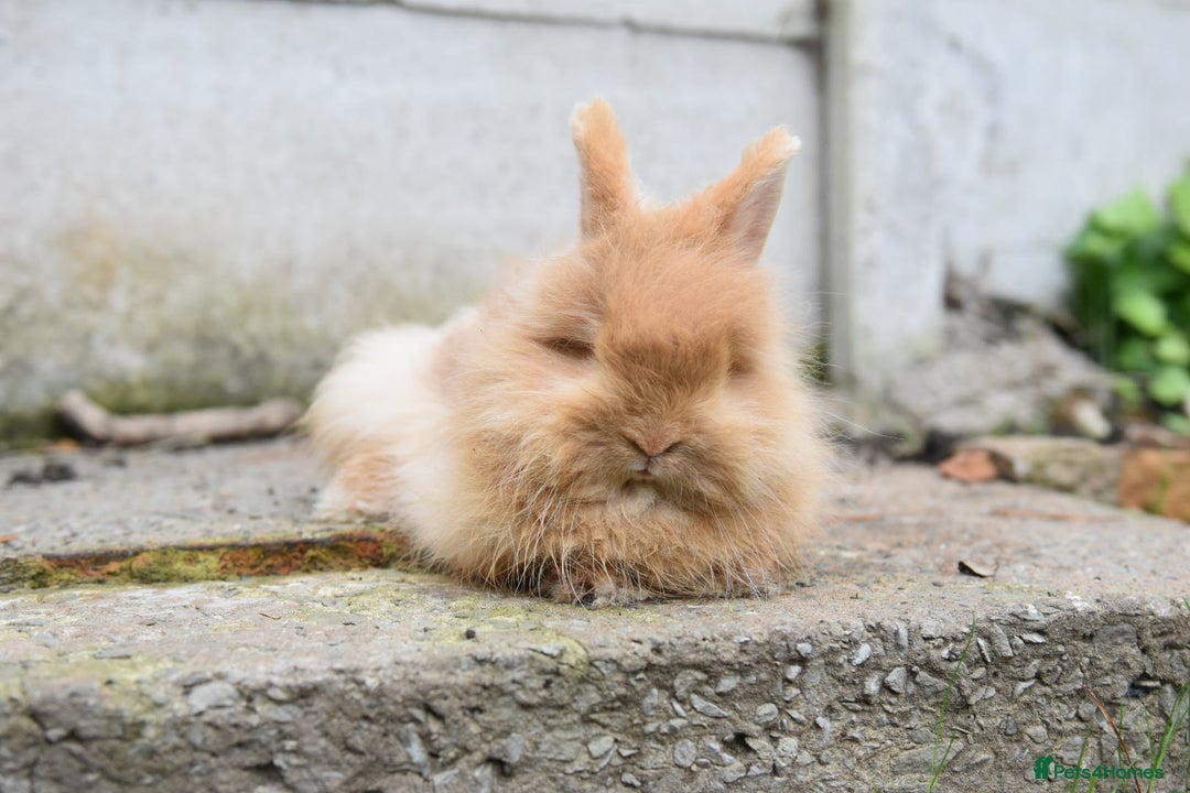 Mixed Breed rabbits for sale: Angora x Lionhead Female Looking For Home  - Image 8