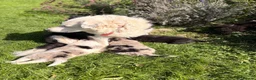 Border Collie dogs for sale: STUNNING BORDER COLLIE PUPS.  - Advert 3