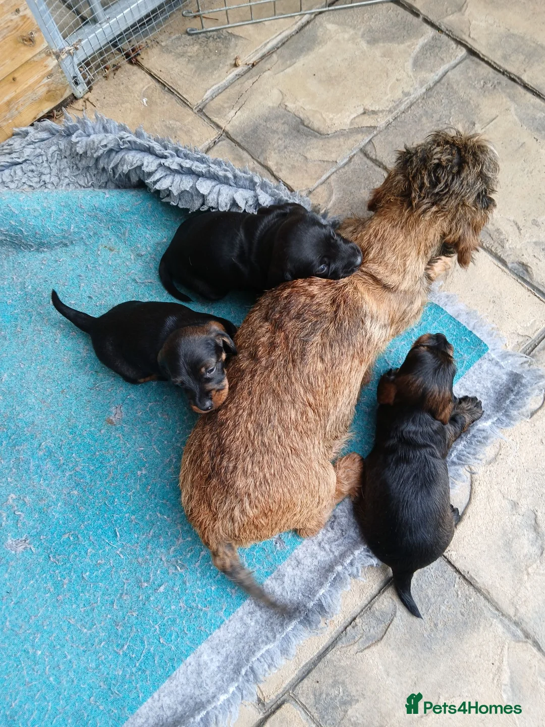 Miniature Dachshund dogs for sale: Miniature Wirehaired Dachshund  - Advert 4