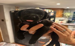Mixed Breed dogs for sale: Rottweiler cross Labrador *READY TO VIEW* in Oxted - Image 1