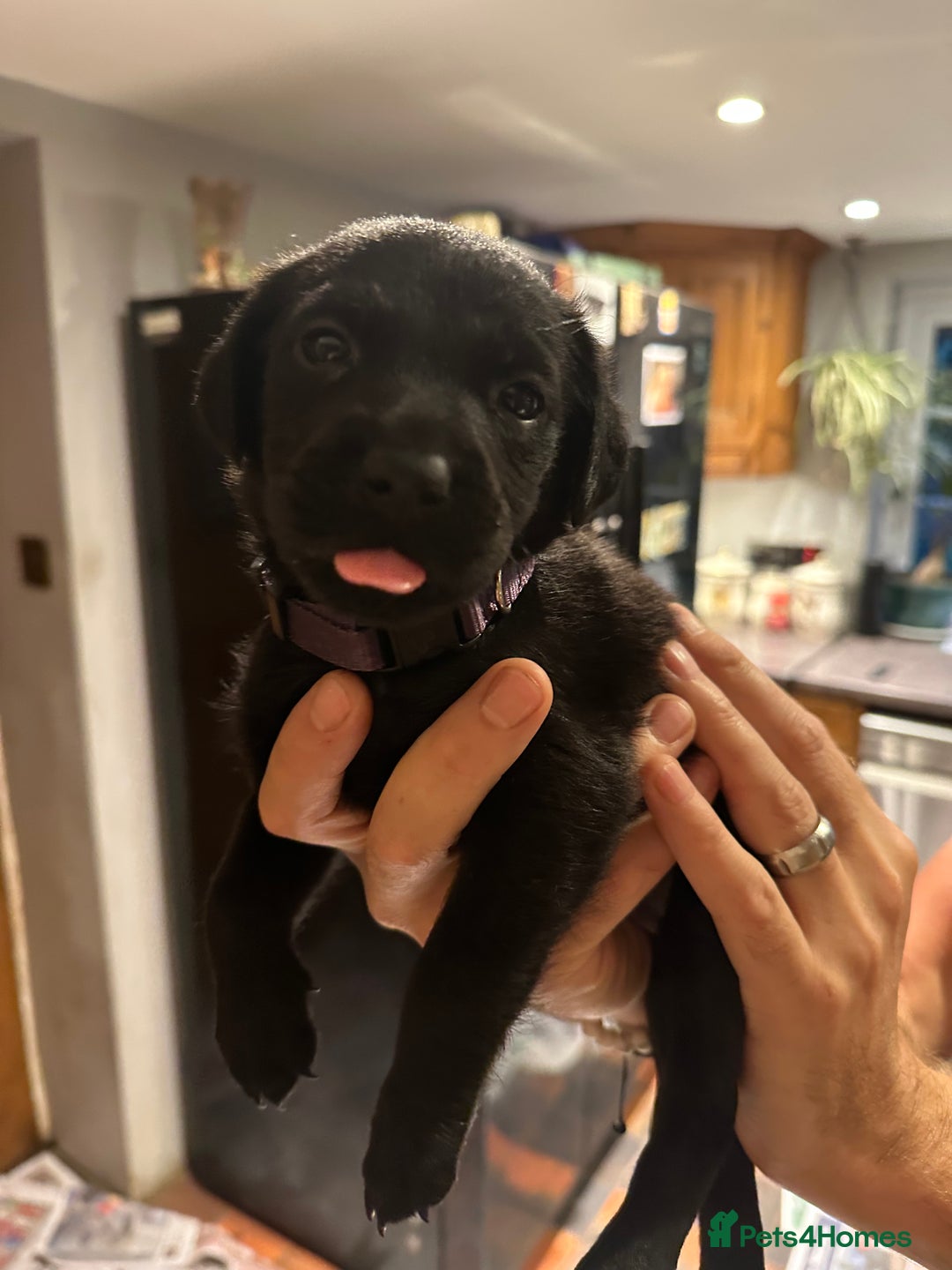 Mixed Breed dogs for sale: Rottweiler cross Labrador *READY TO VIEW* in Oxted - Image 1