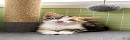 Mixed Breed cats for sale: Rare female ginger, & calico kittens - Advert 3
