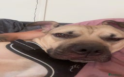 Mixed Breed dogs for sale: Bull mastiff cross for sale £150 - Image 9