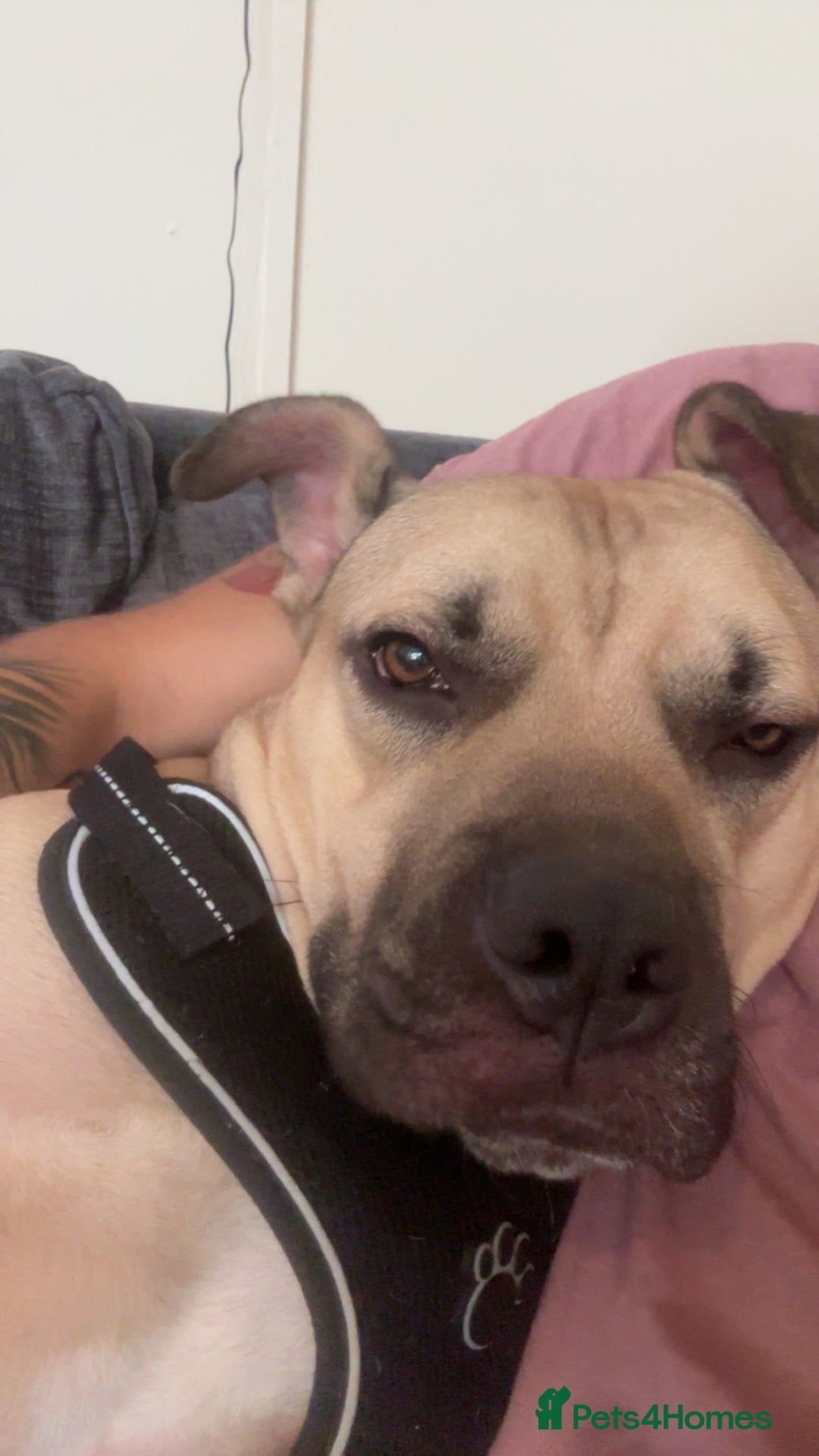 Mixed Breed dogs for sale: Bull mastiff cross for sale £150 - Image 9