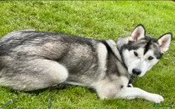 Utonagan dogs for sale: Huskamute - Advert 5